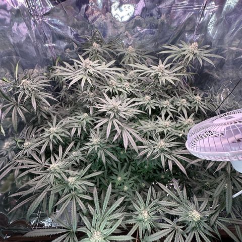 Black Pearl growlog timeline photo