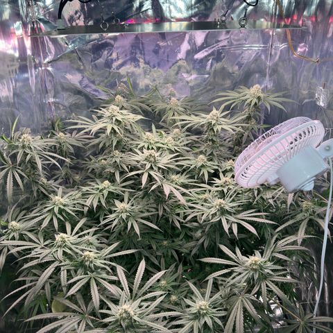 Black Pearl growlog timeline photo