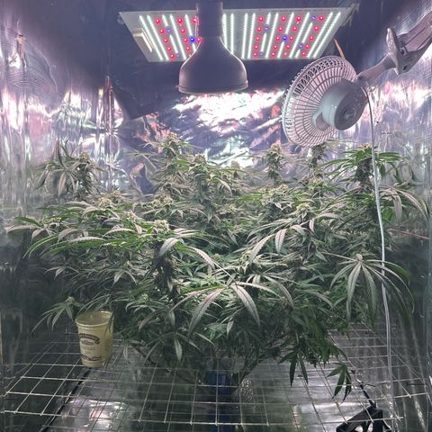 Black Pearl growlog timeline photo