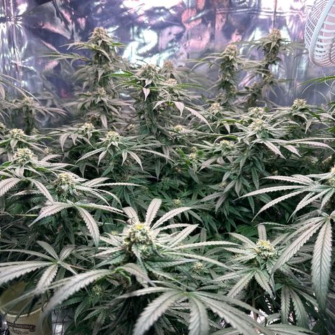 Black Pearl growlog timeline photo