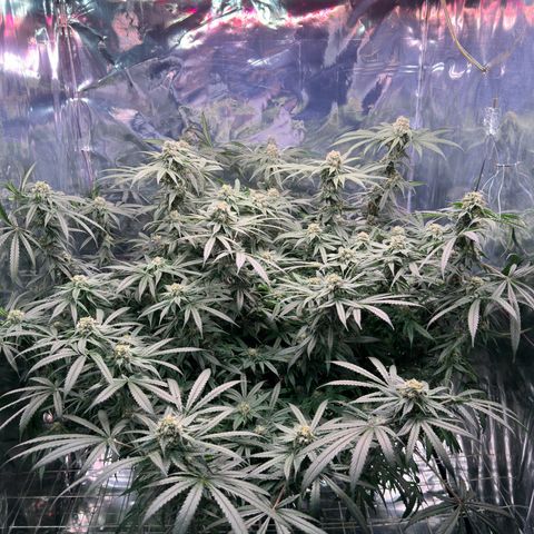 Black Pearl growlog timeline photo
