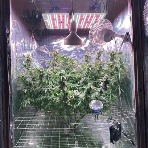 Black Pearl growlog timeline photo