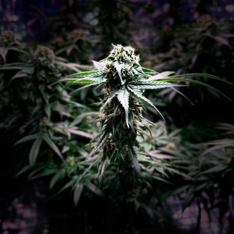 Black Pearl growlog timeline photo