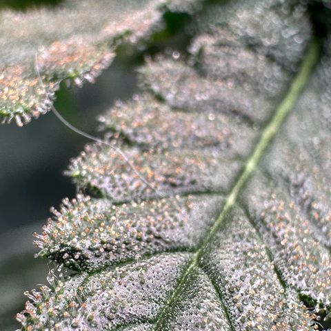 Black Pearl growlog timeline photo