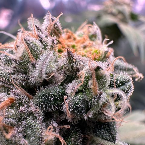 Black Pearl growlog timeline photo