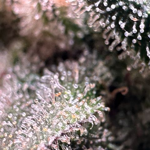 Black Pearl growlog timeline photo
