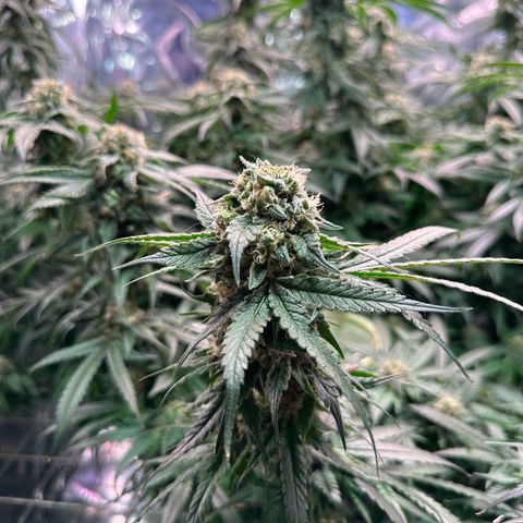Black Pearl growlog timeline photo
