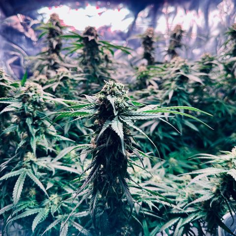Black Pearl growlog timeline photo