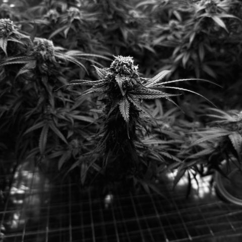 Black Pearl growlog timeline photo