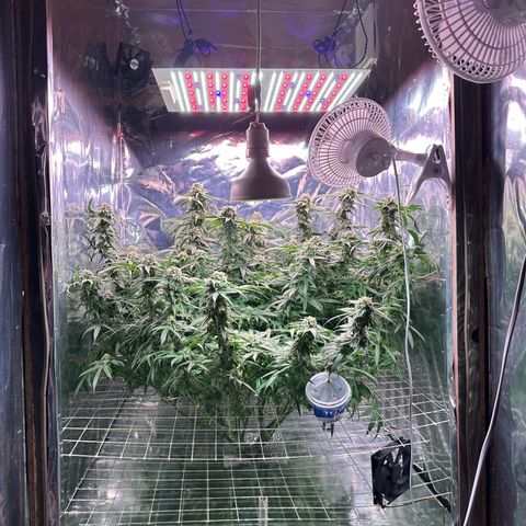 Black Pearl growlog timeline photo