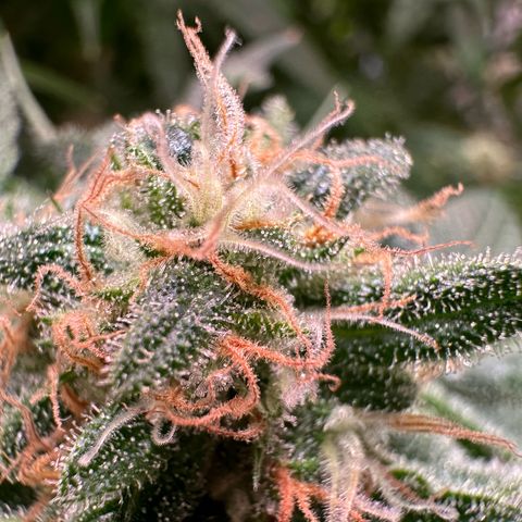 Black Pearl growlog timeline photo