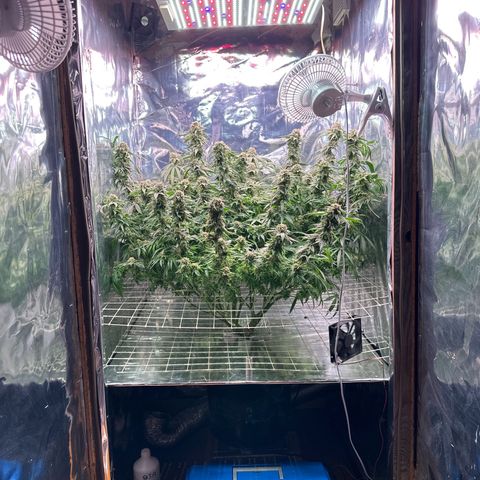 Black Pearl growlog timeline photo