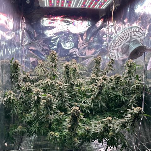 Black Pearl growlog timeline photo