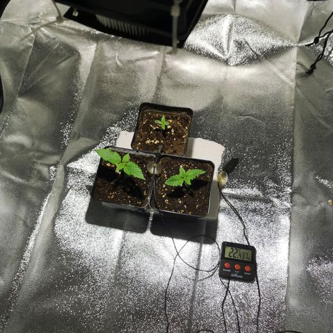 Söderberry Pilsener growlog photo: Ck
SL ICC