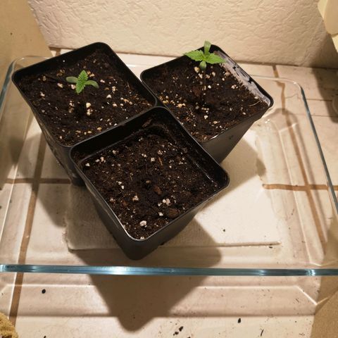 Söderberry Pilsener growlog timeline photo
