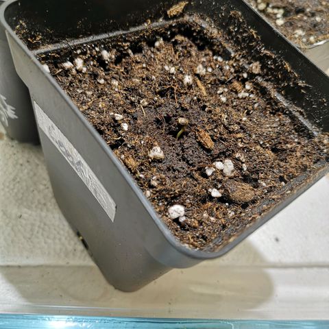 Söderberry Pilsener growlog timeline photo