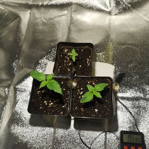 Söderberry Pilsener growlog timeline photo