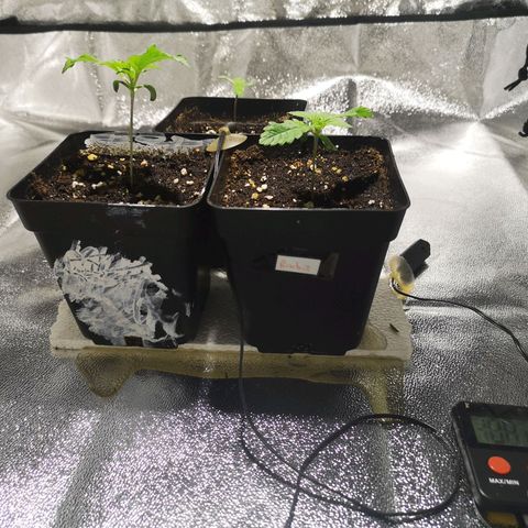 Söderberry Pilsener growlog timeline photo