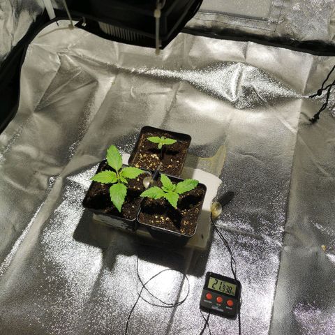 Söderberry Pilsener growlog timeline photo