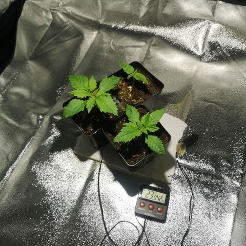 Söderberry Pilsener growlog timeline photo