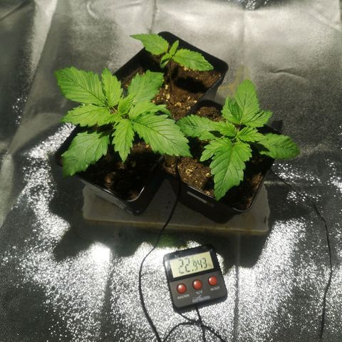 Söderberry Pilsener growlog photo: Vorm Gießen 