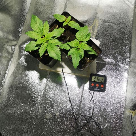 Söderberry Pilsener growlog timeline photo