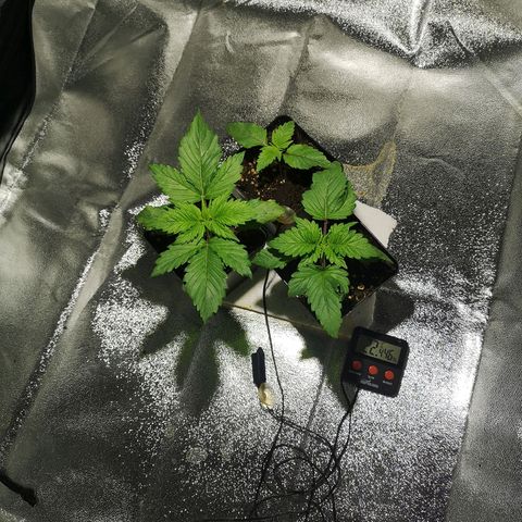 Söderberry Pilsener growlog timeline photo