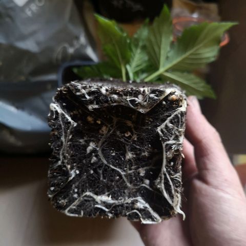 Söderberry Pilsener growlog timeline photo