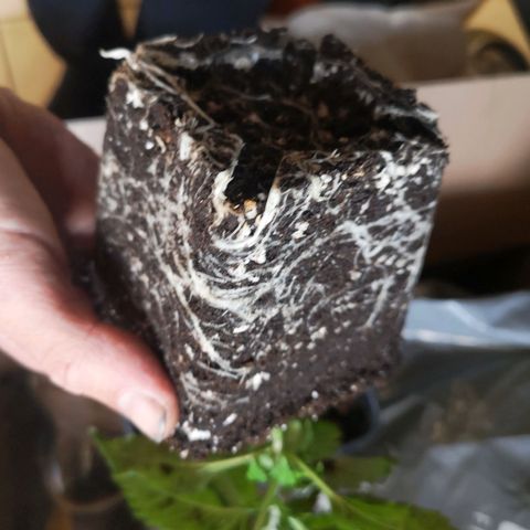 Söderberry Pilsener growlog timeline photo