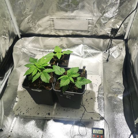 Söderberry Pilsener growlog timeline photo