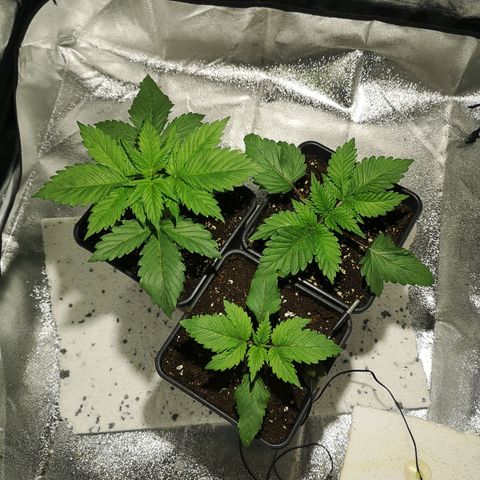 Söderberry Pilsener growlog timeline photo