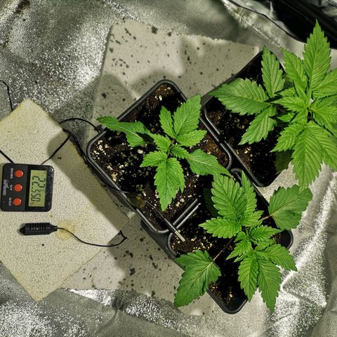 Söderberry Pilsener growlog timeline photo