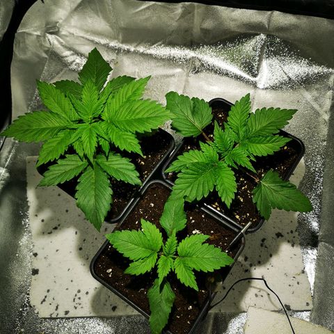Söderberry Pilsener growlog timeline photo