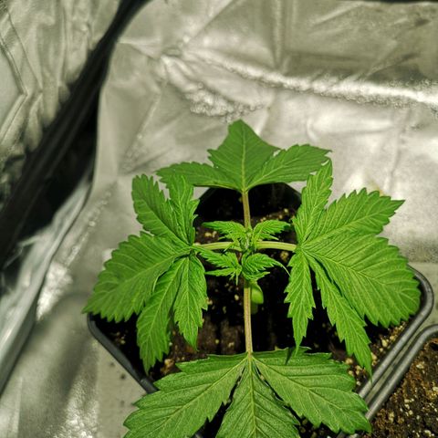 Söderberry Pilsener growlog timeline photo