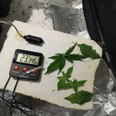 Söderberry Pilsener growlog timeline photo
