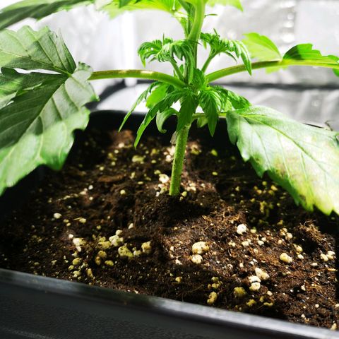 Söderberry Pilsener growlog timeline photo