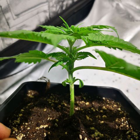 Söderberry Pilsener growlog timeline photo