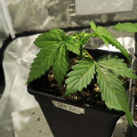 Söderberry Pilsener growlog timeline photo