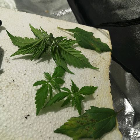 Söderberry Pilsener growlog timeline photo