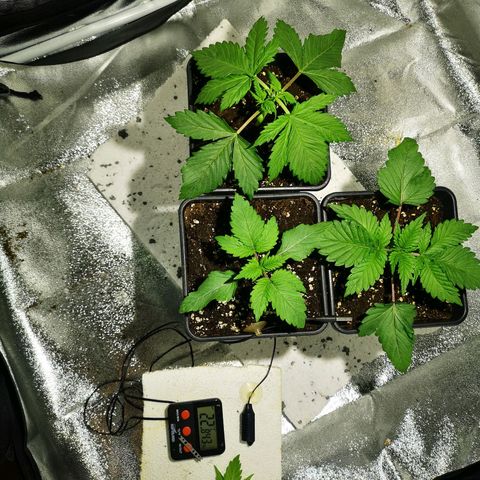 Söderberry Pilsener growlog timeline photo