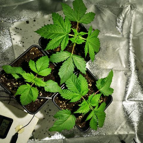 Söderberry Pilsener growlog timeline photo