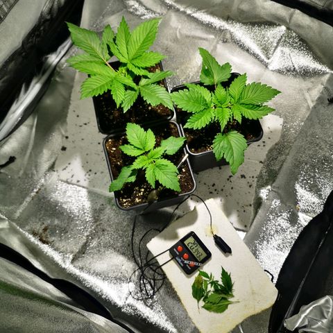 Söderberry Pilsener growlog timeline photo