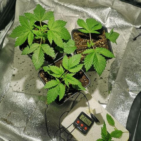 Söderberry Pilsener growlog timeline photo