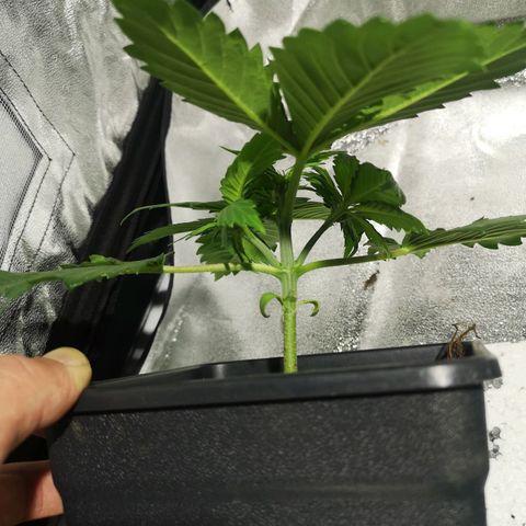 Söderberry Pilsener growlog timeline photo