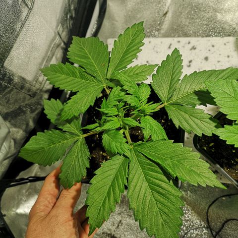 Söderberry Pilsener growlog timeline photo