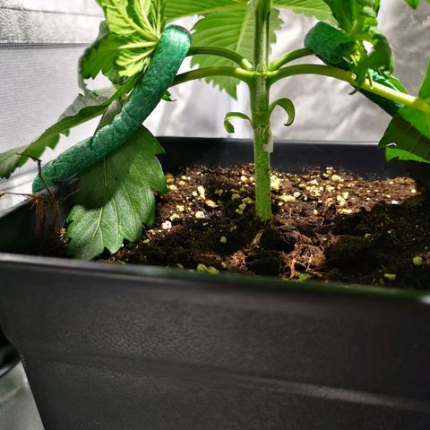 Söderberry Pilsener growlog timeline photo