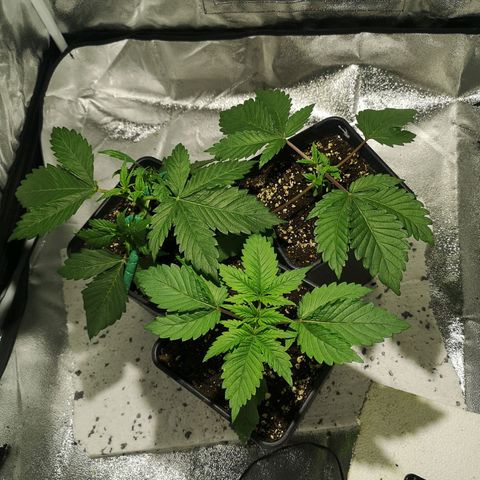 Söderberry Pilsener growlog timeline photo