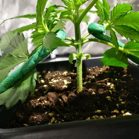 Söderberry Pilsener growlog timeline photo