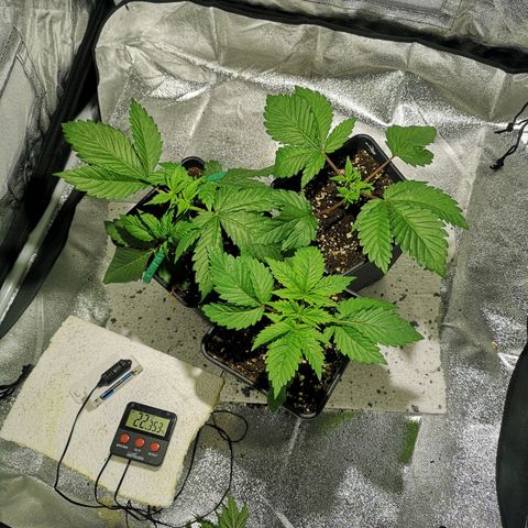 Söderberry Pilsener growlog timeline photo