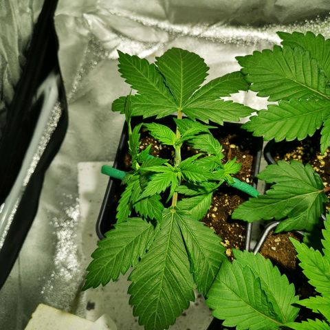 Söderberry Pilsener growlog timeline photo